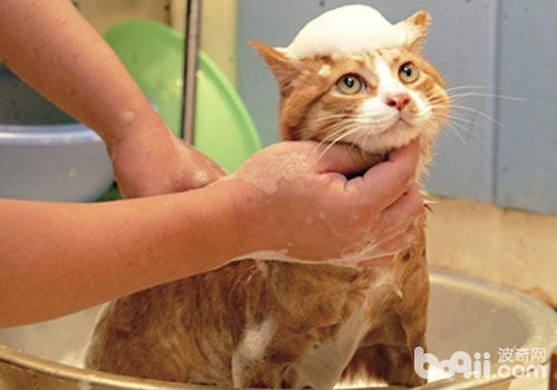 沐浴神器：让猫咪沐浴变得简略风趣