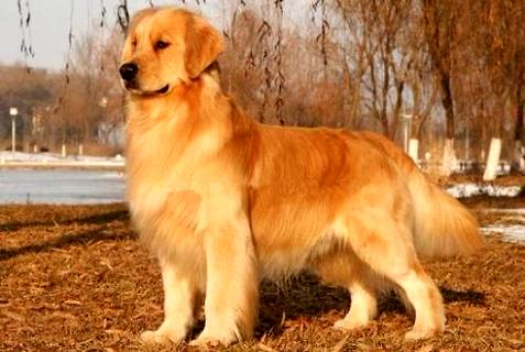 共样是寻回犬，对于比拉布拉多，为什么金毛没有吻合干警犬？