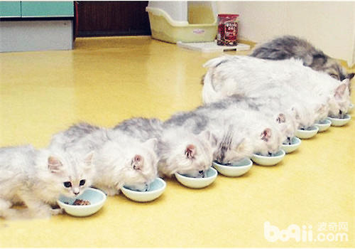 多大的猫算成猫？猫多大不妨吃成猫粮？