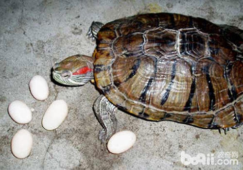 龟蛋孵化短命缘故及预防办法