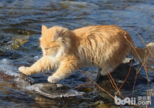 猫咪终归怕不怕水