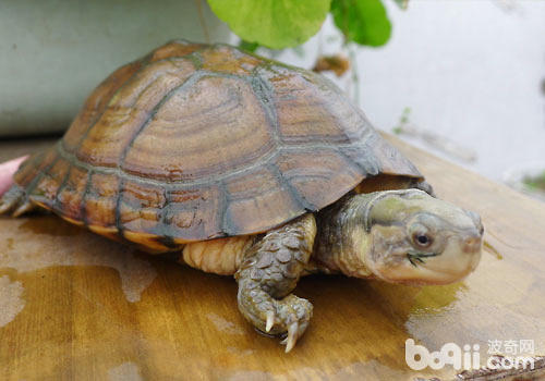 水龟豢养与温度的闭系