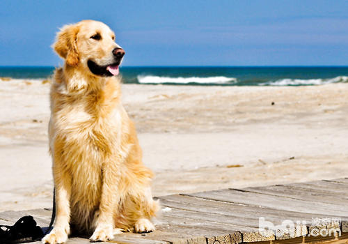 温湿度对于狗狗有什么作用