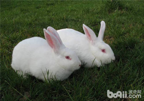 为兔兔饲料减少增添剂可防止兔病