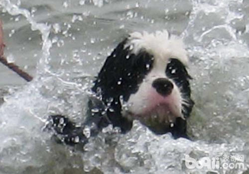 狗狗溺水后的拯救办法