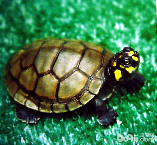 黄头侧颈龟的豢养重心