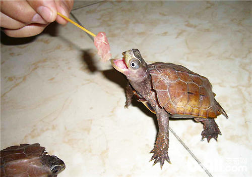 符合小黑龟吃的动物性饲料有哪些？