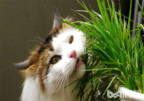 多大的猫咪不妨喂猫草？