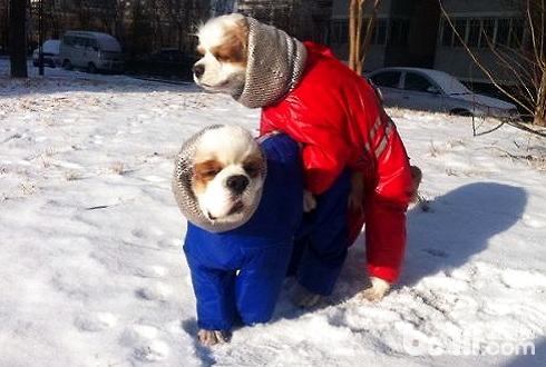 下雪天不妨遛狗吗 下雪天遛狗注重事项