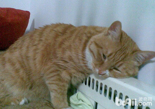 猫咪爱趴暖气也有坏处？