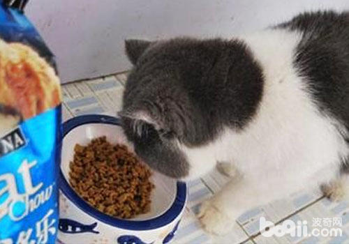 猫咪必需吃猫粮？
