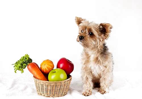 符合狗狗吃蔬菜都有哪些，哪些蔬菜狗狗吃着关于身材佳