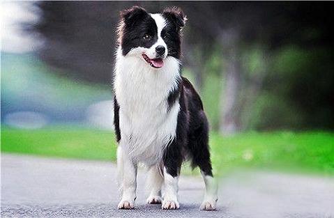为什么边疆牧羊犬这样招人喜佳？边疆牧羊犬几钱？  