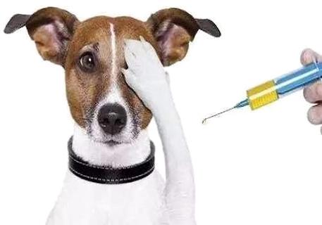 狂犬疫苗一年内有效吗？一定要打狂犬疫苗吗？(图1)