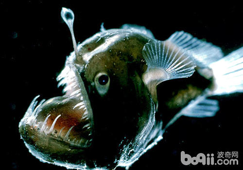 鮟鱇类海水鱼豢养方式