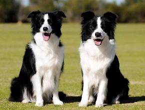 为什么边疆牧羊犬这样招人喜佳？边疆牧羊犬几钱？  