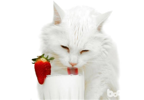 猫咪喝牛奶泻肚怎样办？