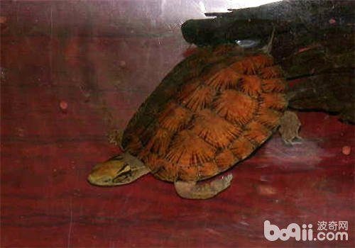 龟的基原知识之龟的生殖风俗