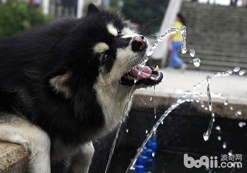 狗狗饮水的注沉事项都有哪些？