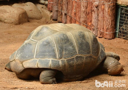 黑龟豢养中的保温办法有哪些？