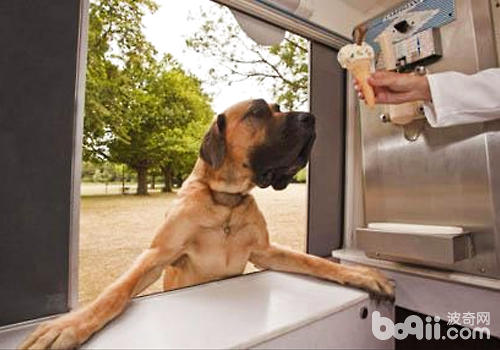 狗狗吃冰激凌好欠好
