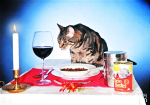 猫咪厌食不吃物品怎样办？