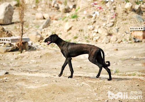 啸天犬的本形，几近毁灭的华夏猎犬——细犬