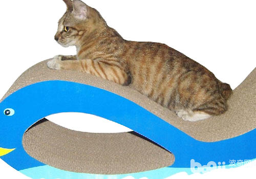 怎么样让猫运用猫抓板