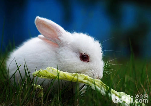 喂食兔子蔬菜要注重什么问题