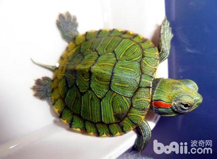 巴西龟怎样分公母