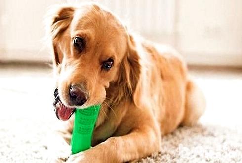 狗狗磨牙棒怎样采用 狗狗磨牙棒有哪几种？