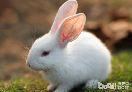 粗纤维关于兔子有什么效率