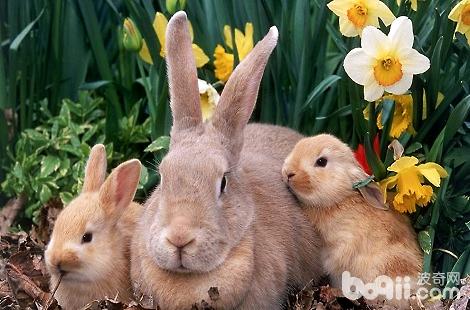 兔子的耳朵除了听声响还有什么功效？