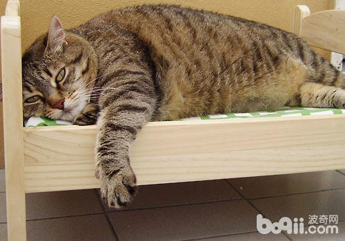 新型猫床：不只仅是一弛床？