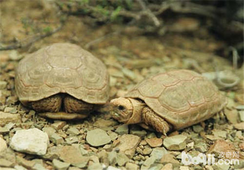 龟的基原知识之龟饲料与龟年纪