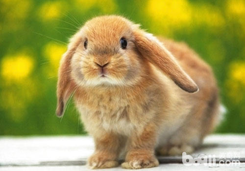 春季养兔要注重哪些问题