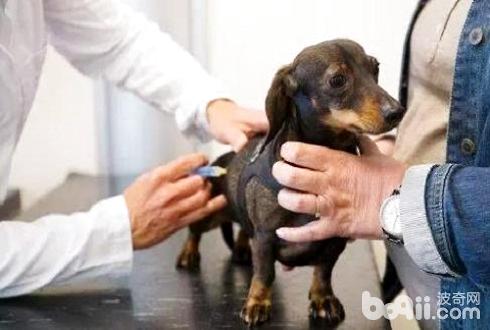 狗狗打针疫苗该当注沉的问题有哪些？狗狗打针疫苗注沉事项