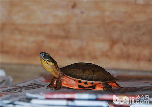从博业角度分解：款项龟为什么如许贵！