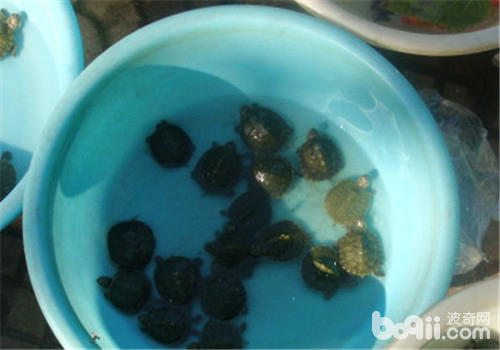 巴西龟豢养水位提议