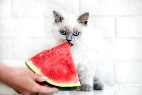猫不妨吃西瓜吗