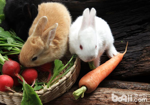 兔子不妨不吃兔粮吗
