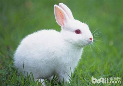 为兔兔饲料减少增添剂可防止兔病