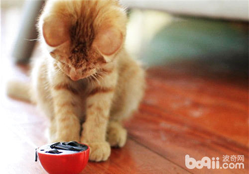 猫咪厌食不吃物品怎样办？