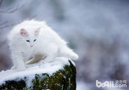 果敢的打猎者——挪威丛林猫