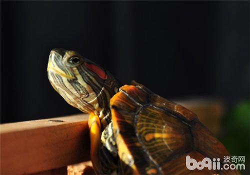 巴西龟豢养水位提议