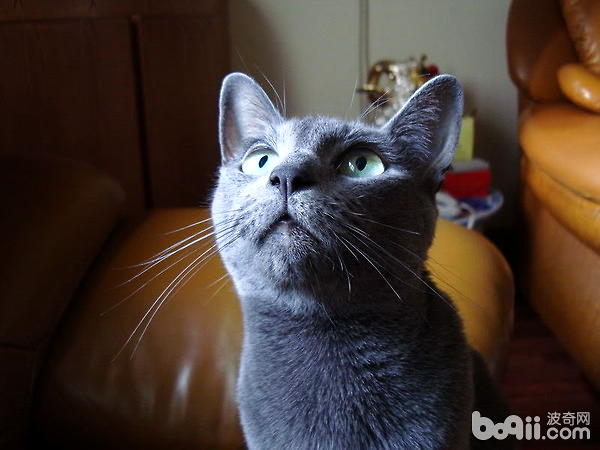 猫之贵族：俄罗斯蓝猫特性和图片种类引见