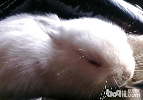 兔子睡姿与品格有哪些闭系