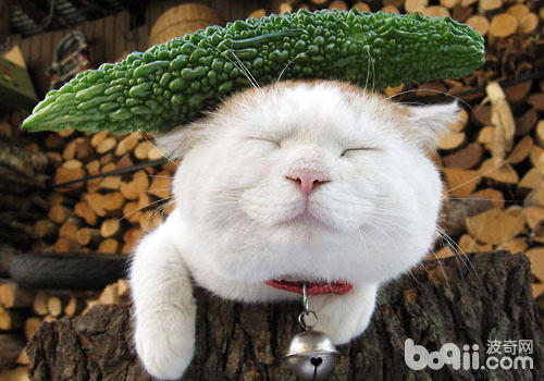 猫咪果然怕黄瓜吗？