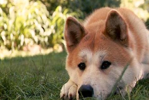 秋田和柴犬的辨别在何处， 怎样样辨别？