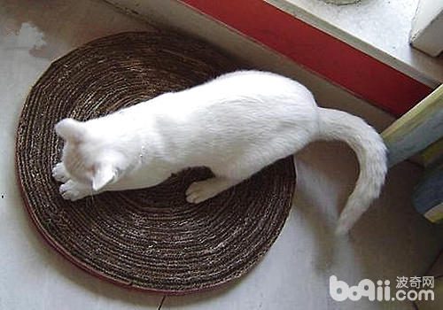 【DIY】用瓦楞纸箱板创造猫抓板